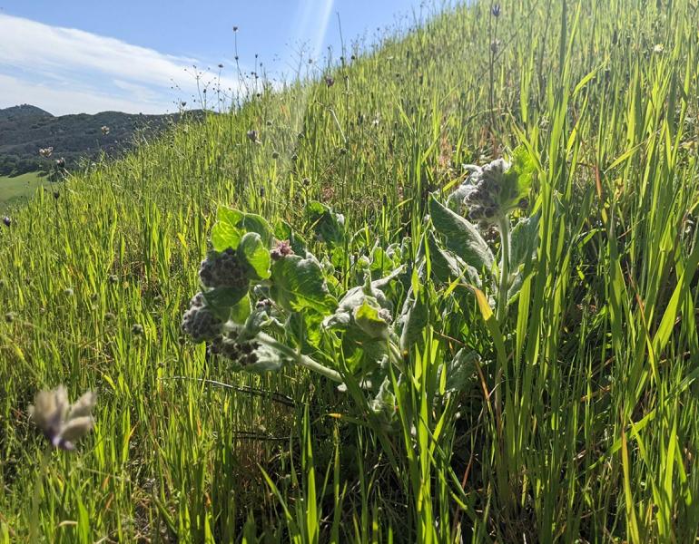 Early-season California milkweed