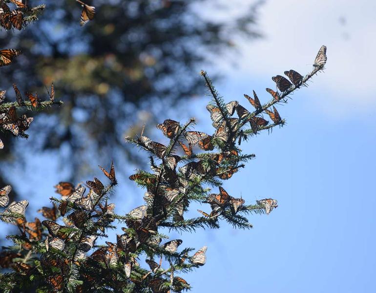 Monarchs clustering on branch at overwintering site in Mexico