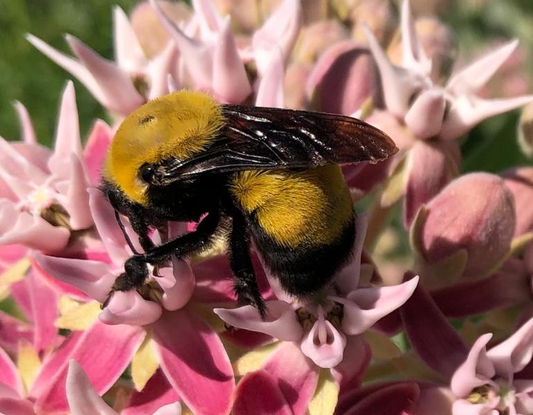 https://www.xerces.org/sites/default/files/styles/blog_thumbnail/public/2023-11/morrison-bumble-bee-bombus.jpg?itok=wTeBI_In