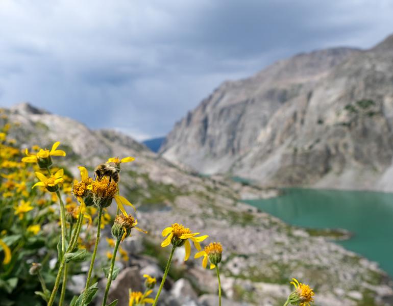 A bumble bee on a flower in the foreground, with a mountain range in the background, and a clear mountain lake below. The mountains are only lightly covered with sparse plants, hinting at the high elevation.