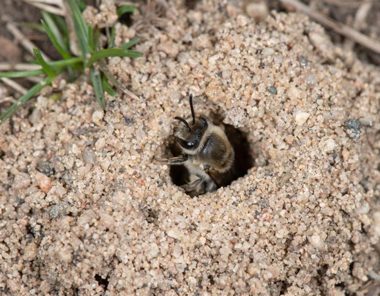 A bee emerging from its nest entrance, which has been dug into sandy soil. The bee has a black body covered all over in short blonde fur. 