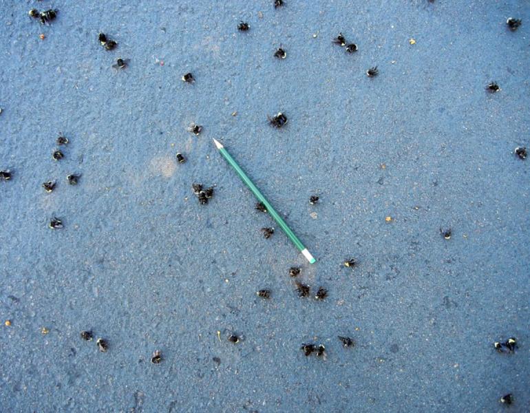 Many small dead bees laying scattered across the floor. A pencil is in the middle, to show the scale.