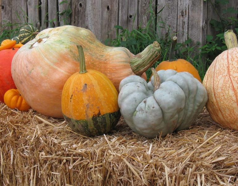Several different varieties of pumpkins and squashes lined up on a hay bale.