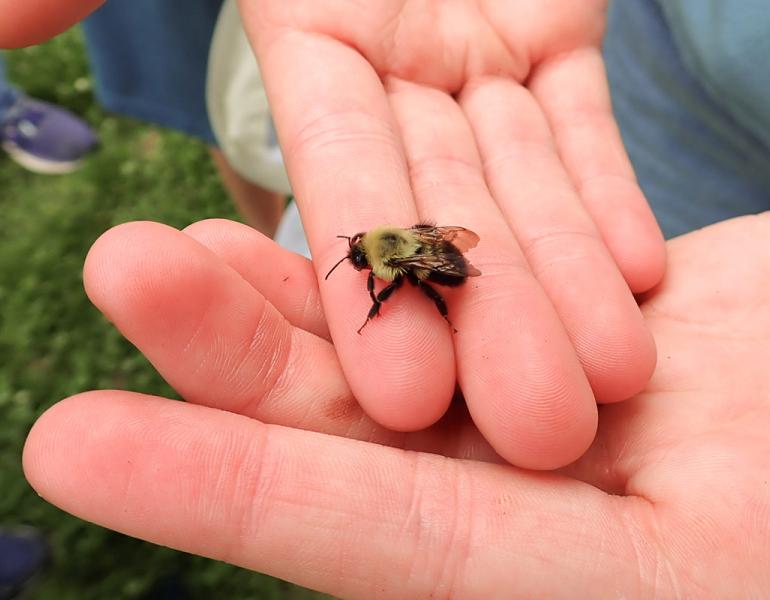 A bumble bee resting on a person’s gently cupped hands.
