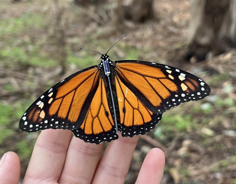 Closeup of monarch butterfly with radio tag on a volunteer's hand. Photo: Elena Oey/ Point Blue