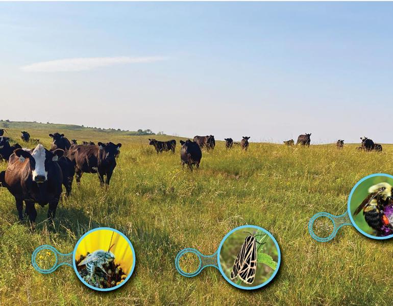 A herd of cattle grazing in a prairie. Inset photos highlight the wildflowers amongst the grasses, and the bees and butterflies that are feeding on these flowers.