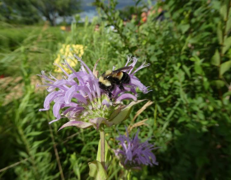 A rusty patched bumble bee nectars on a wild bergamot flower