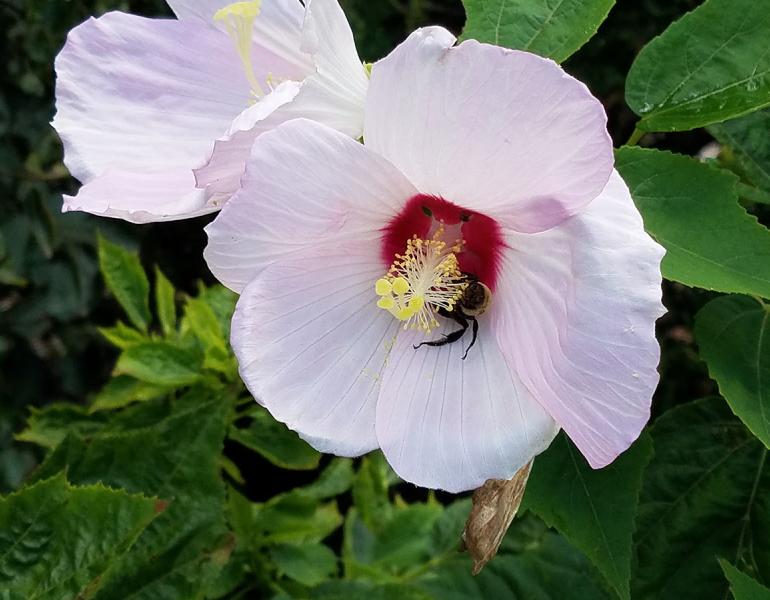 A hibiscus bee (Ptilothrix bombiformis) visiting a crimsoneyed rosemallow (Hibiscus moscheutos) flower