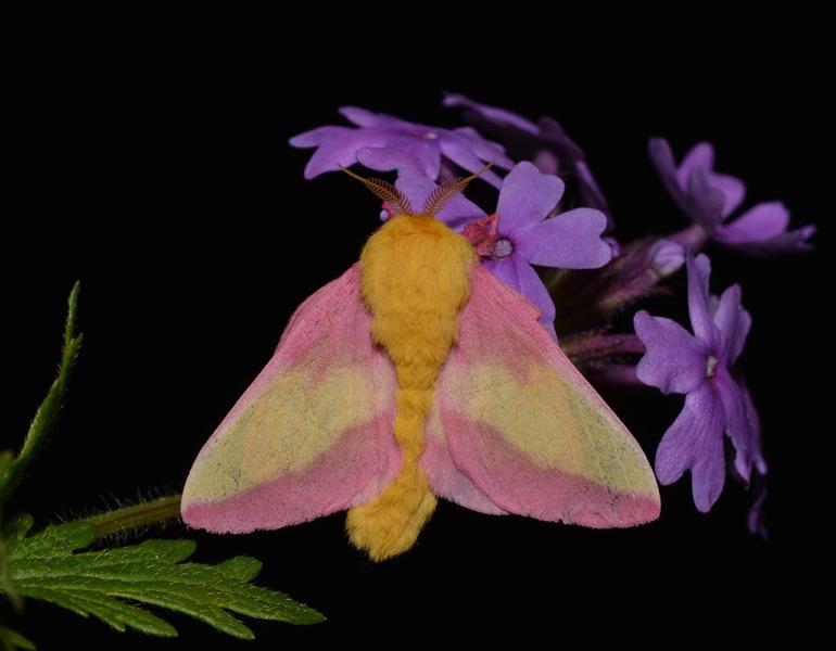 A rosy maple moth showing off its distinctive pink and yellow colors. Its feathery antennae are also visible.