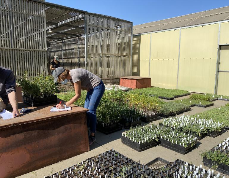 Plant trays containing thousands of seedlings are laid out on the ground.