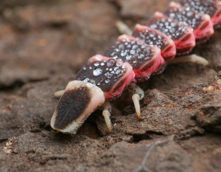 A glow-worm with an elongated and segmented body of dark brown with pink stripes