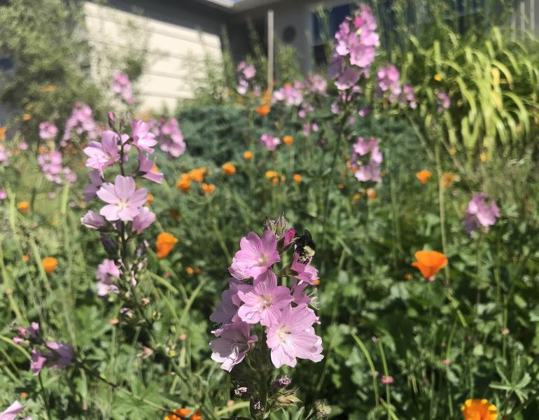 several tall spikes of pink checkermallow flowers stand among a scattering of golden-orange flowers of California poppy in this garden. In the foreground, a bumble bee with a yellow head forages on a checkermallow