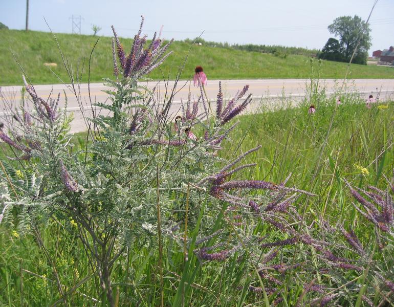 Wildflowers grow beside a quite rural road. The most abundant plant has small gray-green leaves that grow on horizontal branches and a clyster of long, narrow spikes of dark purple flowers at the top of the stem