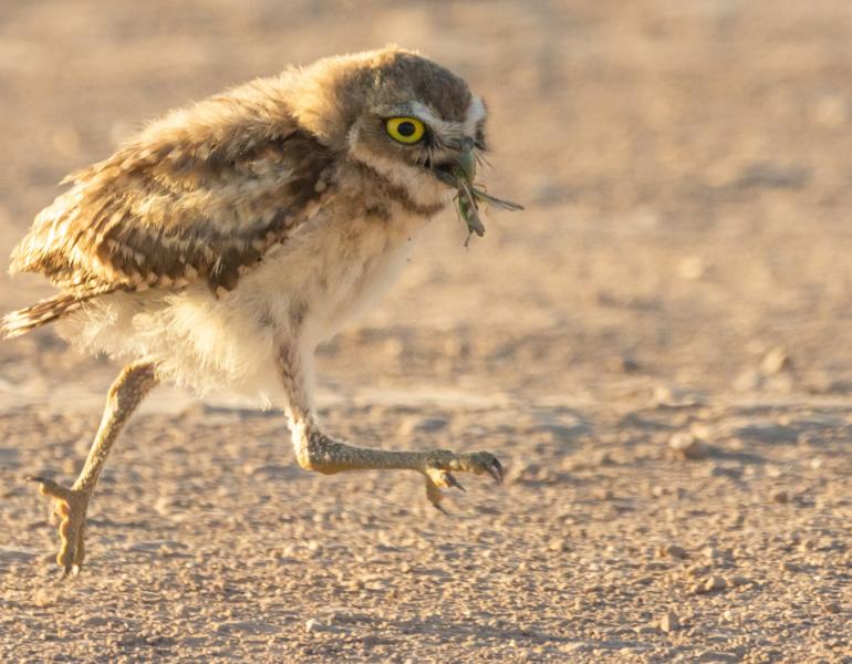 A young burrowing owl runs across the ground with a green grasshopper in its bill. The owls feathers are fuffy. They are brown on its back and top of heard and white on its belly and chest. Its face is brown with horizontal stripes of white across its chin and forehead and it has striking yellow eyes that have a black center.