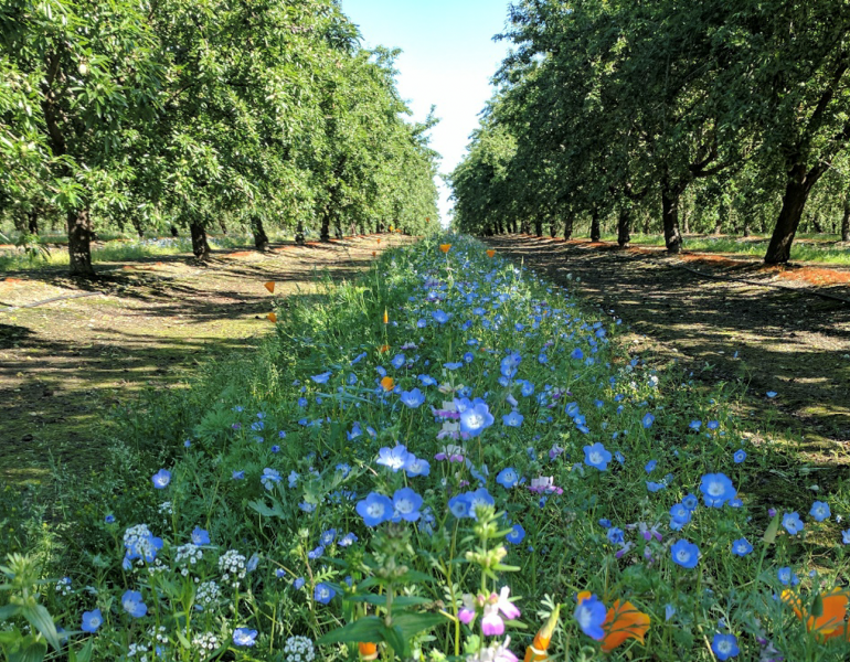 Cover crop blooms in an orchard (Photo: Xerces Society)