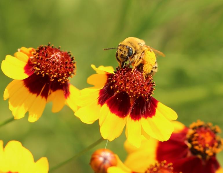 A native bee nectars on pains coreopsis (Photo: Jennifer Hopwood)