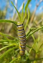 Monarch caterpillar munching on narrowleaf milkweed
