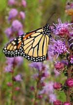 A monarch nectars on multiple, purple, fluffy flowers growing on a stalk.