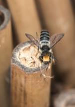 A solitary bee perched on top of a capped tunnel nest