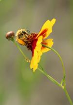 Female long-horned bee collecting pollen on plains coreopsis
