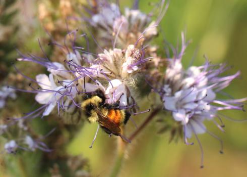 lacey phacelia