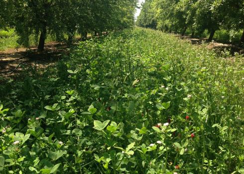 A thick bed of bright green clover blooms with red and white flowers amid rows of almond trees.