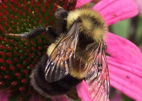 A fuzzy bee with yellow and black stripes, as well as a rust-colored patch on its back, holds tightly to a pink flower.