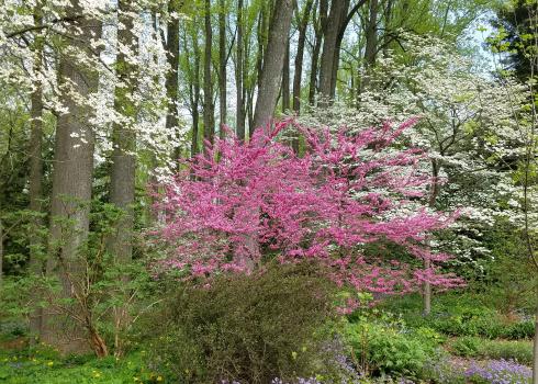 A redbud blooms alongside dogwood trees.
