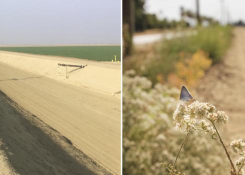 This is a two-part image. On the left is a dry, arid, agricultural landscape with a lot of bare dirt. On the right is the same landscape, but with a flowering hedgerow that recedes into the distance, and a small, gray butterfly perched on a small, thin branch with flowers in the foreground.