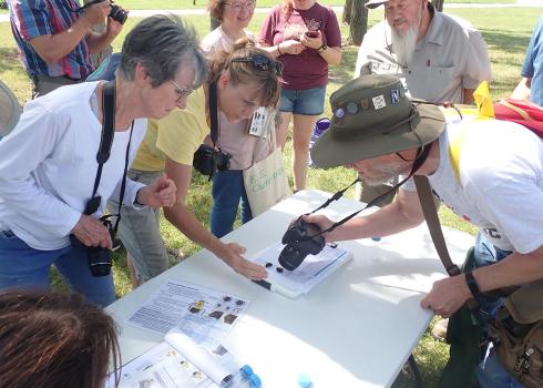 Community scientists photograph stunned bees on data sheets