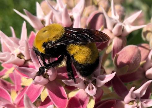 Morrison bumble bee visiting showy milkweed flowers