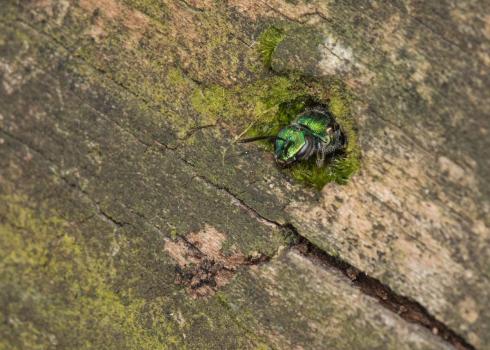 A bright metallic green bee peeking its head out of a round hole in a mossy log. Once, a beetle excavated this tunnel, on its way out from the fallen log that it had lived inside as a larva. Now, the bee has remodeled the tunnel for its nest. 