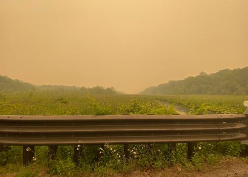 A roadside field, with wildflowers, amidst the haze of wildfire smoke. The air is thick, and it is difficult to see far at all