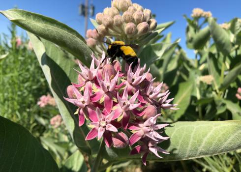 Morrison bumble bee nectars on milkweed (c. Leif Richardson, Xerces Society)