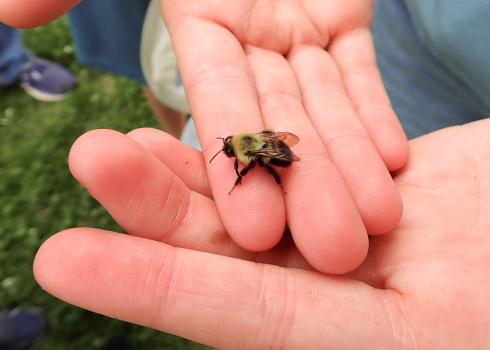 A bumble bee resting on a person’s gently cupped hands.