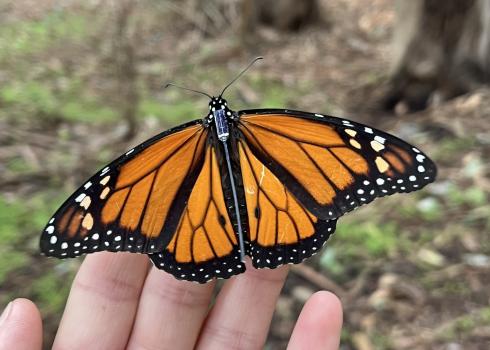 Closeup of monarch butterfly with radio tag on a volunteer's hand. Photo: Elena Oey/ Point Blue