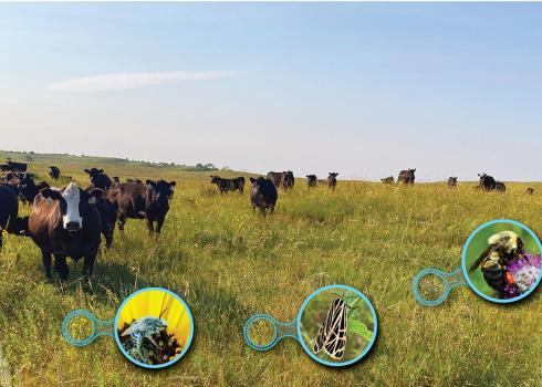 A herd of cattle grazing in a prairie. Inset photos highlight the wildflowers amongst the grasses, and the bees and butterflies that are feeding on these flowers.