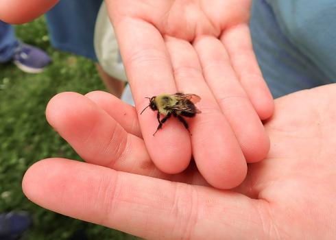 A bumble bee resting atop a person’s open palm.