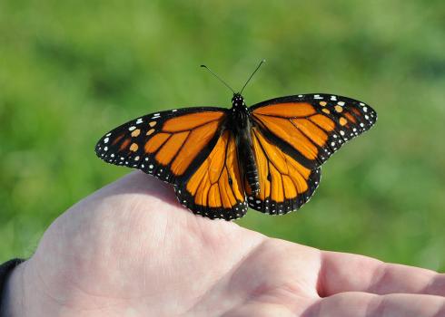 A monarch butterfly resting on a person's hand, with its wings spread wide.