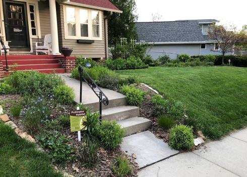 A pollinator habitat, with several native flowers, next to a grass lawn.
