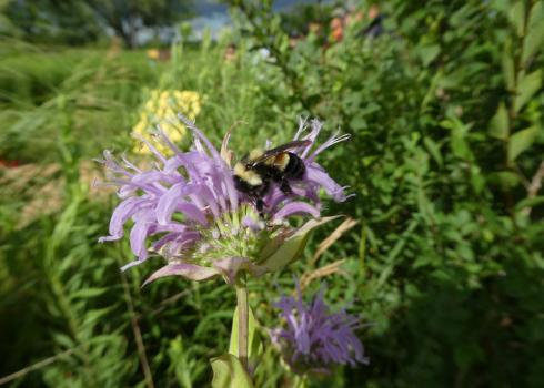 A rusty patched bumble bee nectars on a wild bergamot flower