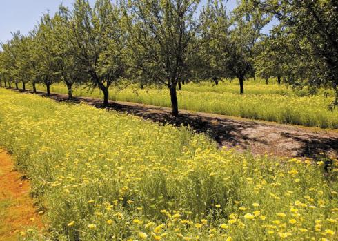 Yellow flowers bloom between orchard rows