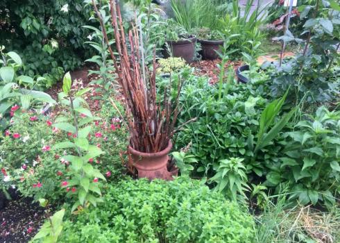 Upright dried raspberry canes stand in a strawberry pot in the middle of a garden