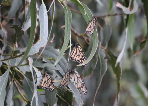 A handful of monarch butterflies with wings closed rest on the long gray-green leaves of eucalyptus