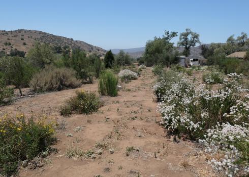 A photo of a desert landscape. In the background, brown hills dotted with green shrbs rise toward the blue sky. In the foreground, flowers are in bloom. A row of low shrubs coverd in white flowers stretches away from the viewer toward a clump of short trees.