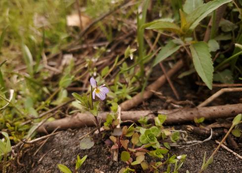 In the middle of the photo is the purple flower of a tiny wild pansy. The pansy is growing the decaying stems of bushes that were cut down.
