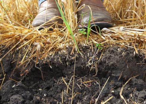 A photo that shows a cross section of soil on the side of a pit. The soil is dark brown and crumbling into lumps. The upper part of the photo shows the pale brown straw of the crop growing in the field, and the scuffed brown boots of a farmer.