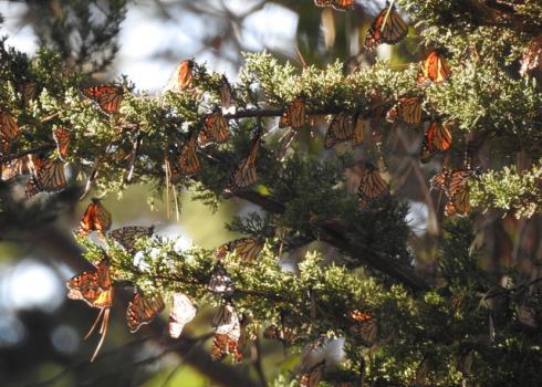 Monarchs at a private overwintering site in Monterey county, CA