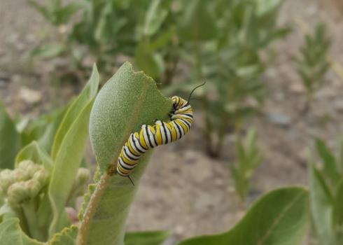 Monarch larvae on showy milkweed, roadside in Idaho.