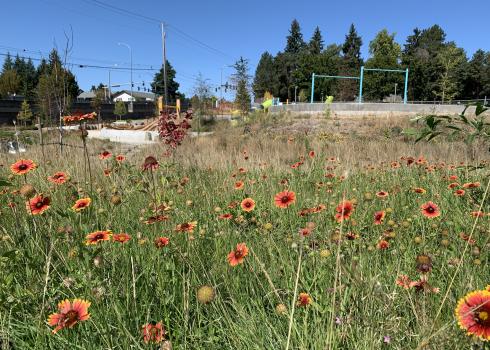 A remodeled park included a daylighted creek, flowering meadow, and playground (Photo: Matthew Shepherd).